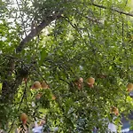 Apartment's Theodoros 公寓 卡梅纳维洛拉