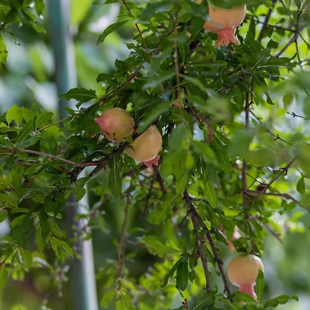 Apartment's Theodoros 2 * Kamena Vourla