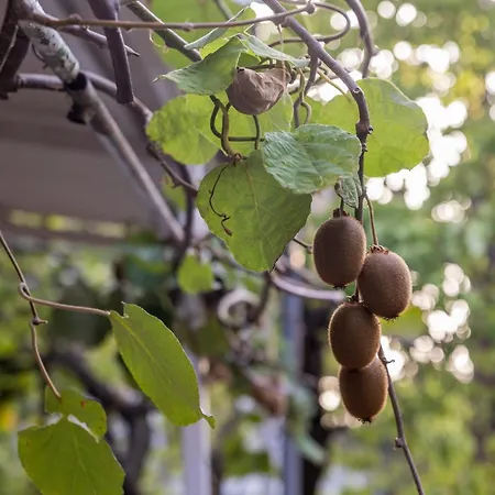 Apartment's Theodoros 2 Apartamento