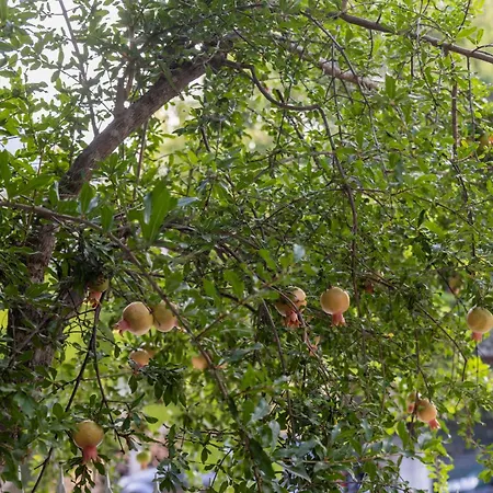 Apartment's Theodoros 2 Apartamento Kamena Vourla